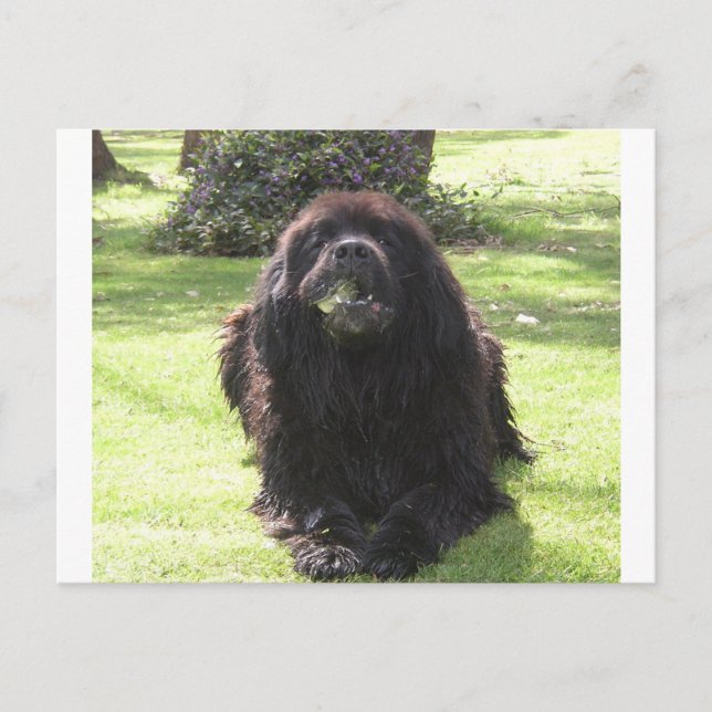 Newfoundland, äggläggande.png vykort (Framsida)