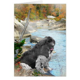 Newfoundland by flostream Cards Hälsningskort