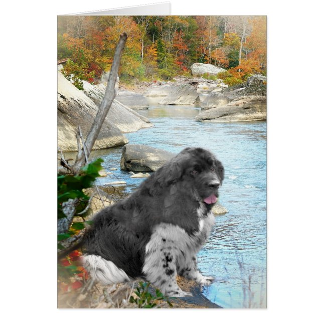 Newfoundland by flostream Cards Hälsningskort (Framsidan)