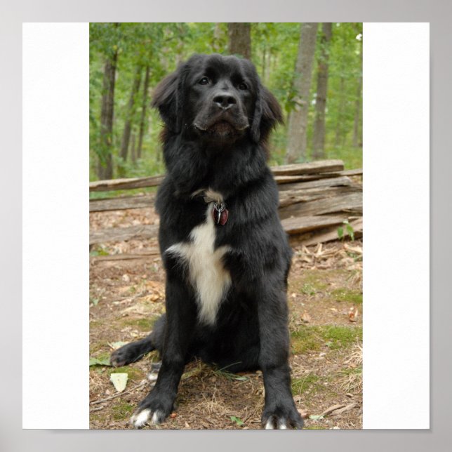 Newfoundland Dog Poster (Framsidan)