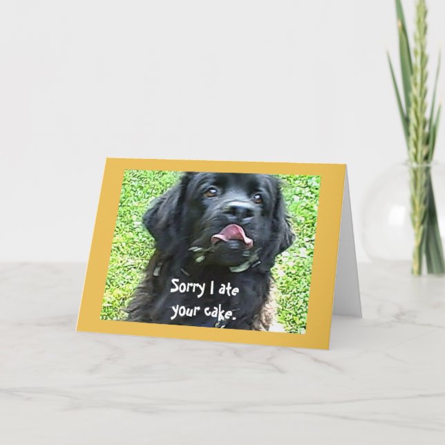 Newfoundland för födelsedaghälsning~ hund kort (Framsida)