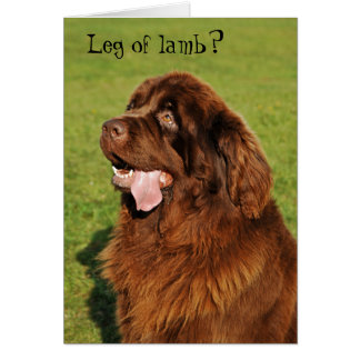Newfoundland Funny Card Hälsningskort
