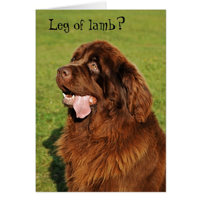 Newfoundland Funny Card Hälsningskort (Framsidan)