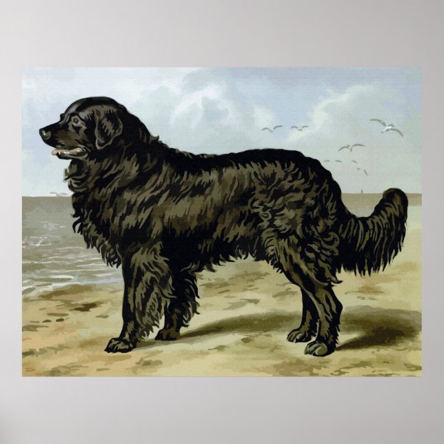 Newfoundland, High Quality hund teckning Poster (Framsidan)