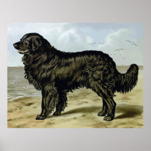 Newfoundland högkvalitativ hundteckning poster