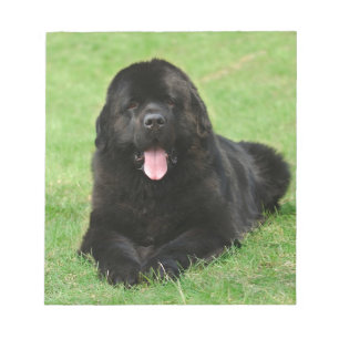 Newfoundland hund anteckningsblock