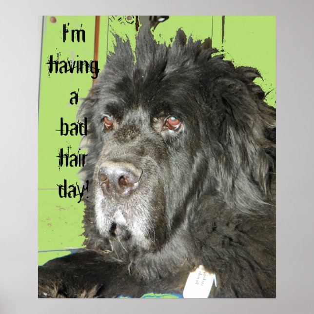 Newfoundland Hund Bad Hair Day poster (Framsidan)
