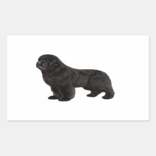 Newfoundland Hund Charcol Teckning Rektangulärt Klistermärke