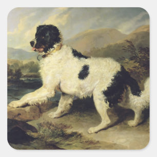 Newfoundland Hund CKallland Lejonare, 1824 (olja p Fyrkantigt Klistermärke