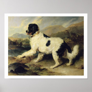 Newfoundland Hund CKallland Lejonare, 1824 (olja p Poster