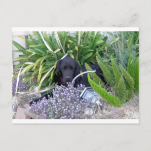Newfoundland Hund & Flowers 156 Vykort