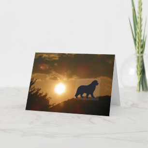 Newfoundland hund Greeting Card Kort
