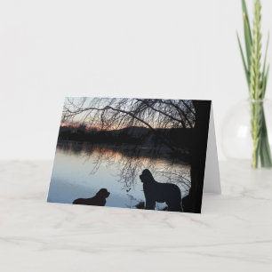 Newfoundland hund Hälsning Kort