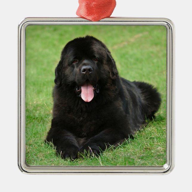 Newfoundland hund julgransprydnad metall (Framsidan)