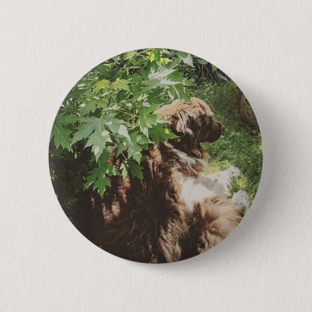 Newfoundland Hund Knapp Brun Vit Landseer (Framsida)