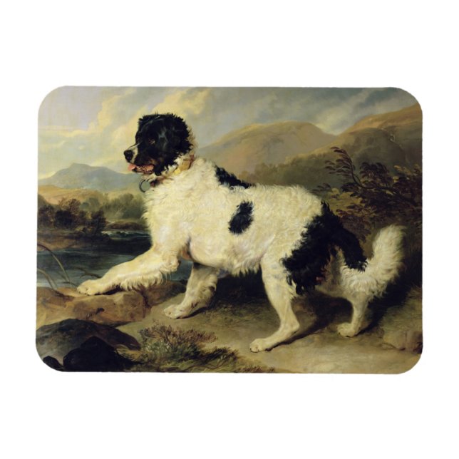 Newfoundland Hund Lejon, 1824 (olja på arbetsyta) Magnet (Horisontell)