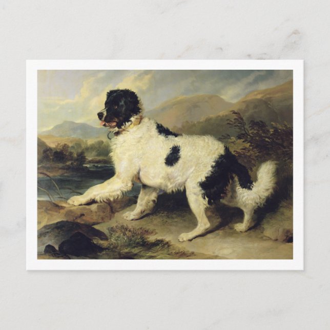 Newfoundland Hund Lejon, 1824 (olja på arbetsyta) Vykort (Framsida)