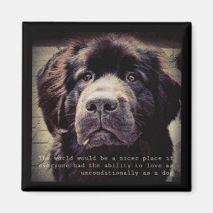 Newfoundland hund magnet