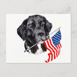Newfoundland Hund med Flagga Vykort