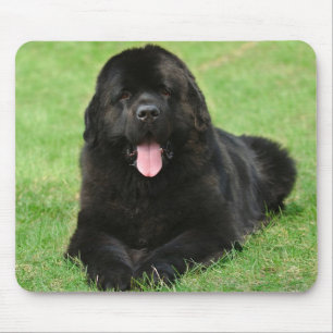 Newfoundland hund musmatta