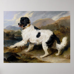 Newfoundland Hund Painting Poster