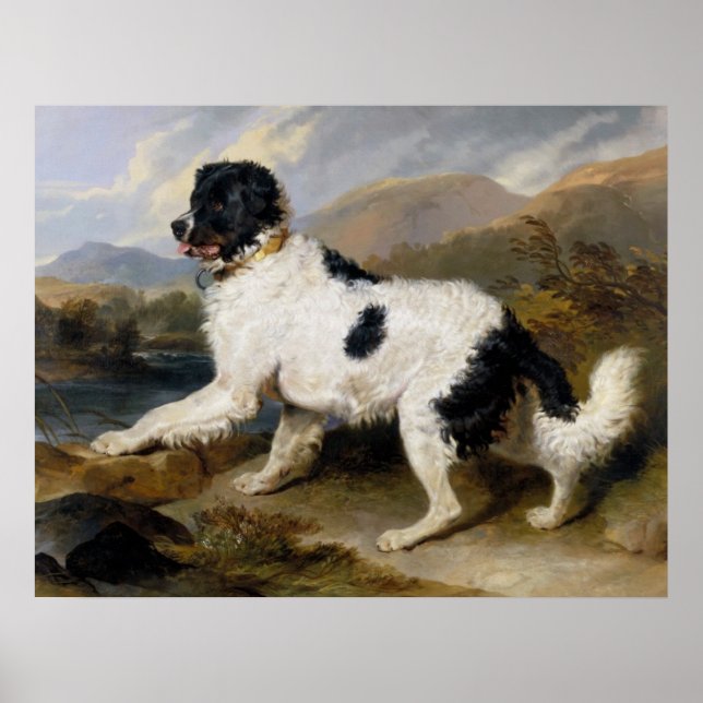 Newfoundland Hund Painting Poster (Framsidan)