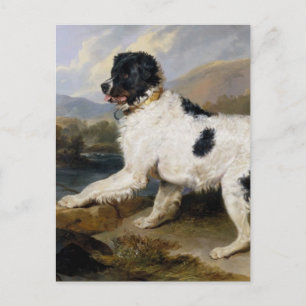 Newfoundland Hund Painting Vykort