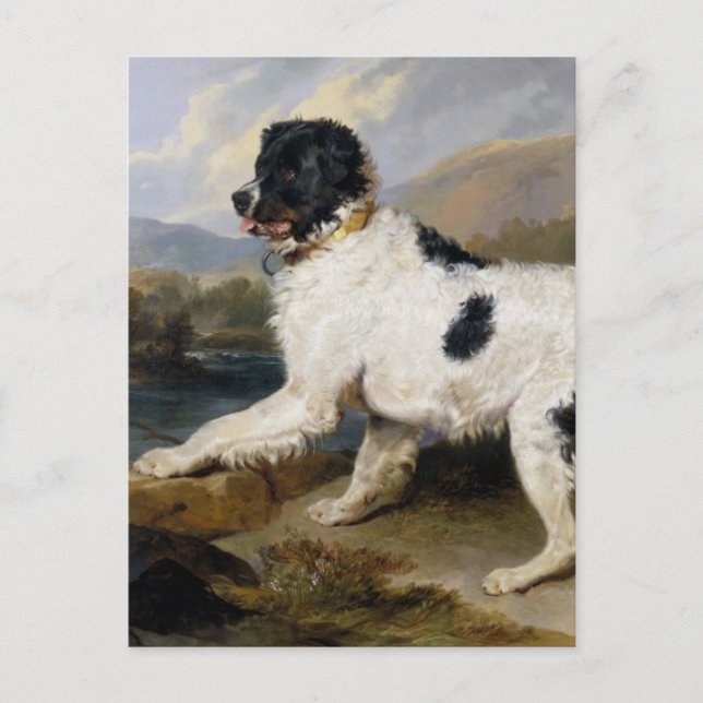 Newfoundland Hund Painting Vykort (Framsida)