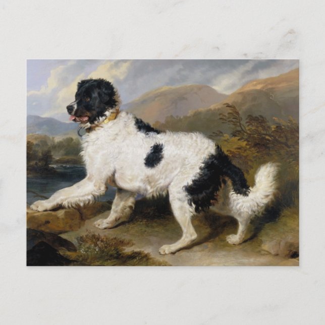 Newfoundland Hund Painting Vykort (Framsida)