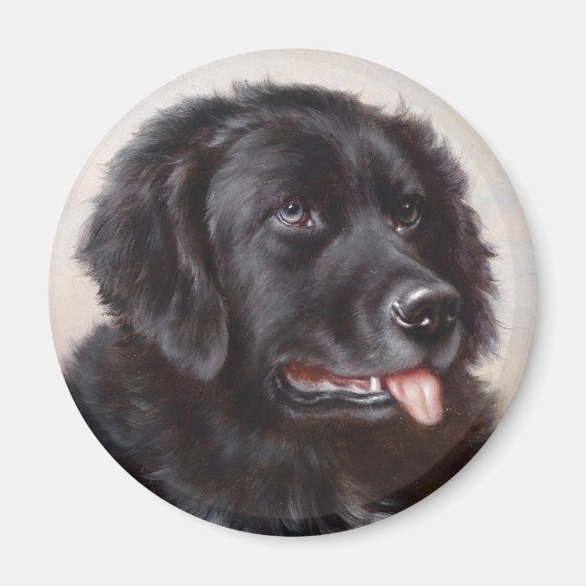 Newfoundland Hund Porträtt Magnet (Framsidan)