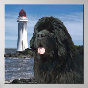 Newfoundland Hund Porträtt Poster