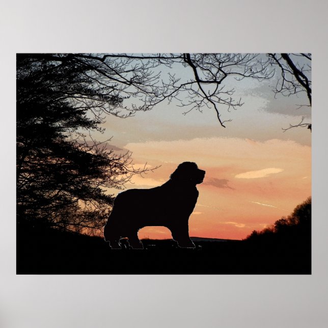 Newfoundland hund poster (Framsidan)