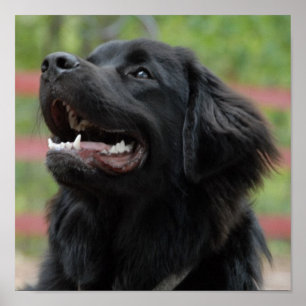 Newfoundland Hund Poster