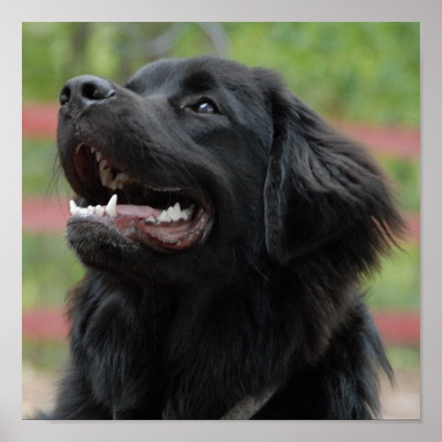 Newfoundland Hund Poster (Framsidan)