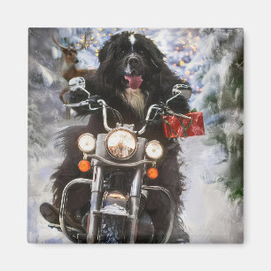 Newfoundland Hund Riding Motorcle jul Magnet