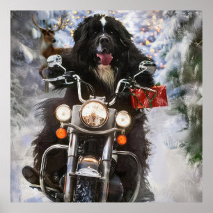 Newfoundland Hund Riding Motorcle jul Poster