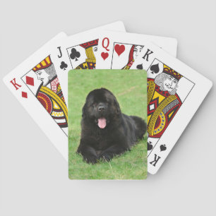 Newfoundland hund spel kort