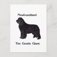 Newfoundland hund stillajätten