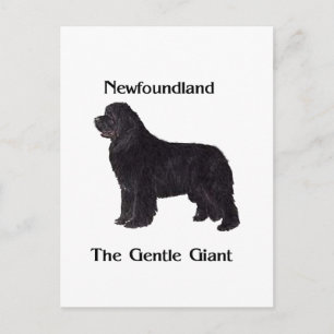 Newfoundland hund stillajätten vykort