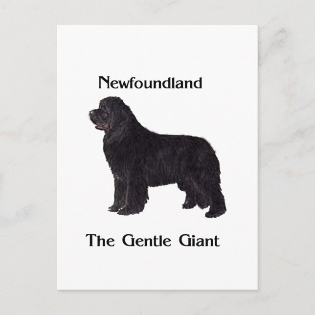 Newfoundland hund stillajätten vykort (Framsida)