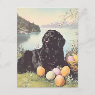 Newfoundland hund Vintage Påsk Vykort