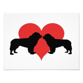 Newfoundland hundar fototryck