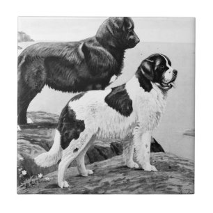 Newfoundland hundar - illustration av vintagen   kakelplatta