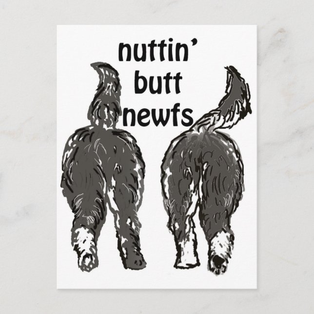 Newfoundland hundar vykort (Framsida)