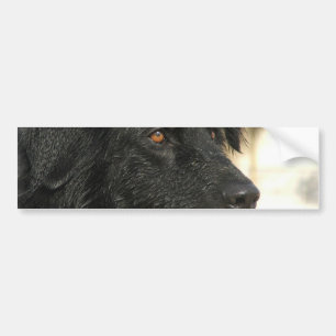 Newfoundland hundbildekal bildekal