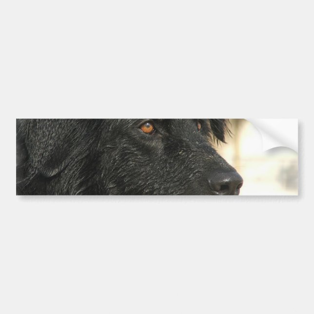Newfoundland hundbildekal bildekal (Framsidan)