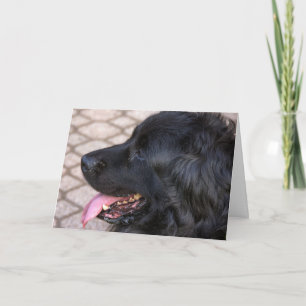 Newfoundland hundfödelsedag kort