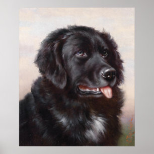Newfoundland hundporträtt poster