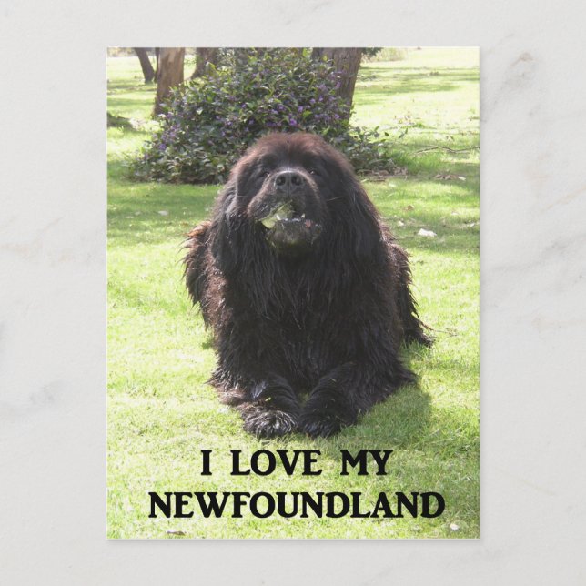 Newfoundland kärlek w pic.png vykort (Framsida)