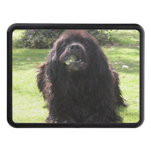 Newfoundland lägga skydd för dragkrok